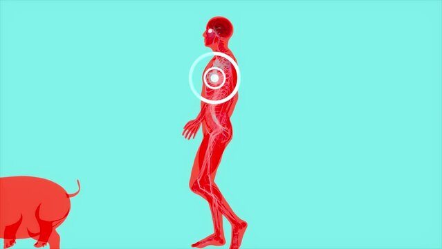 Abstract 3D animation of a pig heart transplantation.