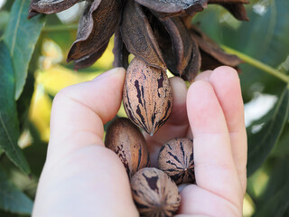 Harvesting pecan by hand