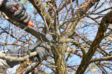 Gloves hands of gardener doing maintenance pruning trees in autumn