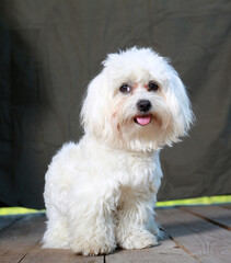 Funny shaggy white dog portrait