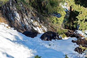 chamois female and her fawn on the mountains in the rut at a sunny autumn day in november