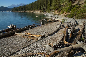 Driftwood at Lake Minnewanka in Banff National Park,Alberta,Canada,North America
