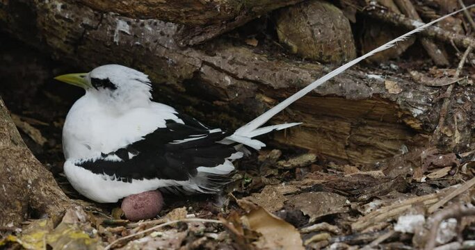 Close-up side view of a White-tailed tropicbird sitting on an egg in a nest