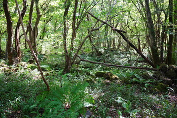 thick wild forest in the gleaming sunlight