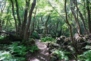fine summer path through mossy rocks and old trees