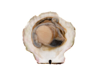 殻を開けた活けホタテガイ