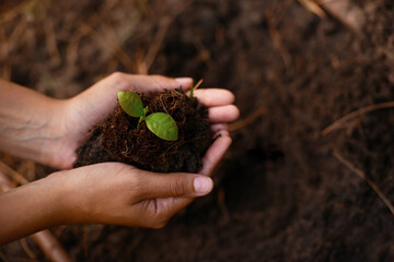 Plant, growth and soil in hands for earth day, support and sustainability with gardening dirt, fertilizer and nature in agriculture. Agro, green garden and natural environment for farming and spring - obrazy, fototapety, plakaty