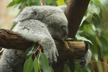A Koala Bear sleeping on a branch  © RMMPPhotography