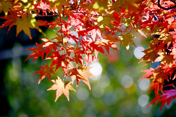 紅葉