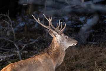 red stag, cervus elaphus, in the rutting season on the mountains at a sunny autumn day