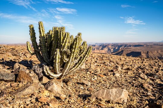Closeup shot of a Gifboom plant under the blue cloudy sky in Fish River Canyon in Namibia, Africa
