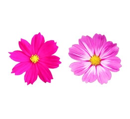 Close up, Two cosmos flowers purple color blossom blooming isolated on white background for stock photo, houseplant, spring floral
