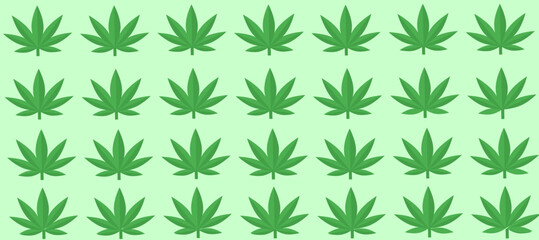 Green cannabis leaves isolated on  background