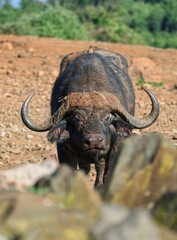 buffalo in the wild