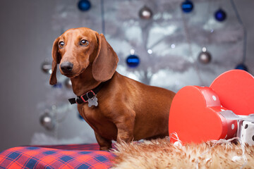 elegant dachshund near the gifts under the New Year tree