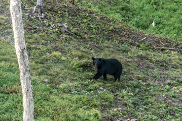Obraz na płótnie Canvas Wild Black Bear walks in forests of Acadieville National Park, New Brunswick Kouchibouguac River Canada