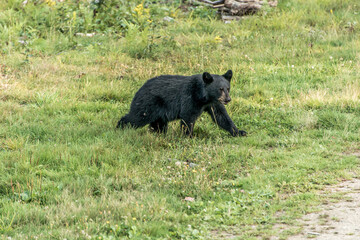 Black Bear mother and baby cub summer time, Acadieville New Brunswick Canada