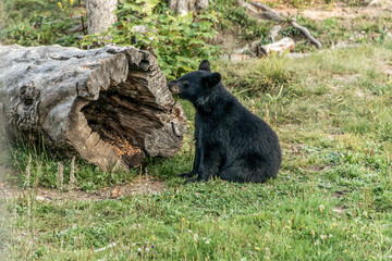 Obraz na płótnie Canvas Black Bear mother and baby cub summer time, Acadieville New Brunswick Canada