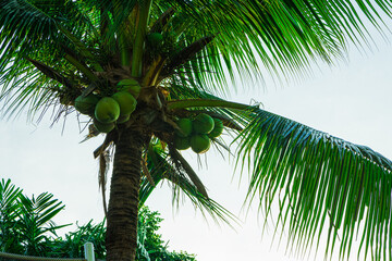 coconut palm tree