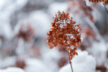 Hydrangea plants with brown frozen blossoms in winter time covered with snow in garden , nature...