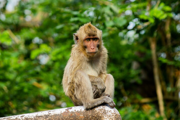 Naklejka na ściany i meble wild monkeys in the zoo and wildlife