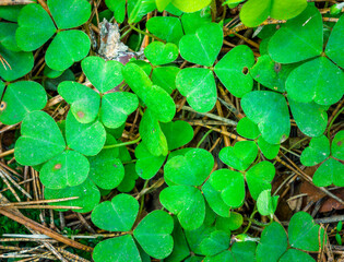green clover texture closeup, forest nature background pattern of shamrock, trefoil green ground backdrop macro