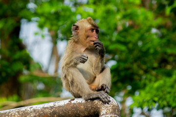 Fototapeta na wymiar wild monkeys in the zoo and wildlife