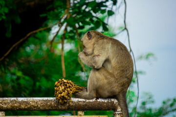 wild monkeys in the zoo and wildlife