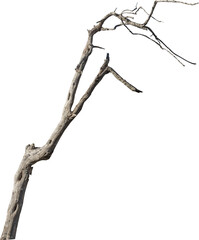 Isolated PNG cutout of a dead tree on a transparent background