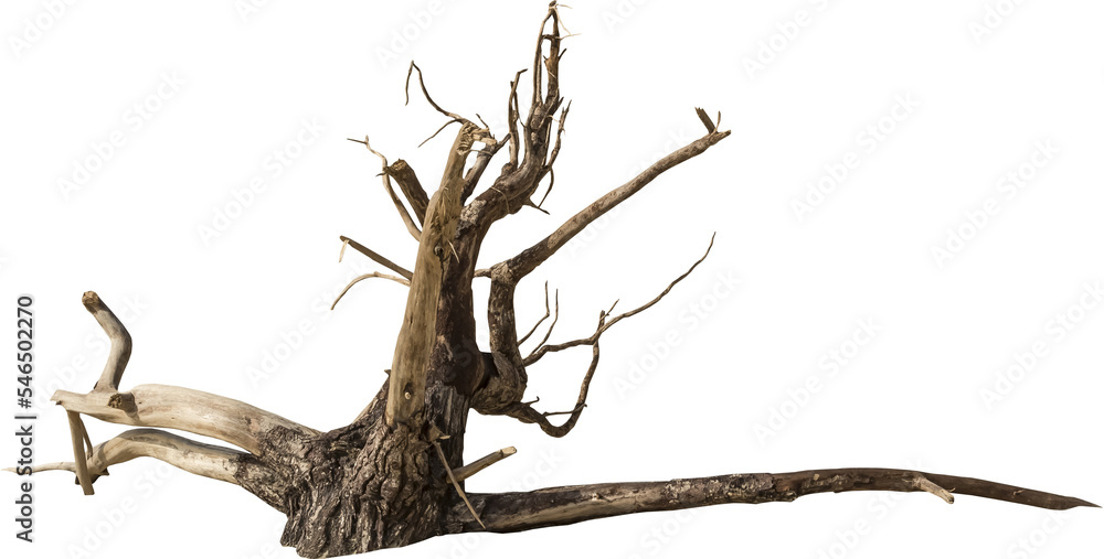 Poster isolated png cutout of a dead tree on a transparent background
