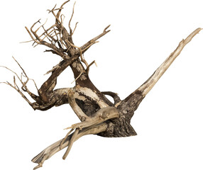 Isolated PNG cutout of a dead tree on a transparent background