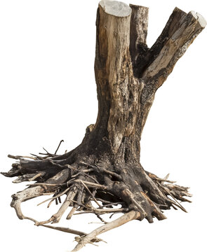 Isolated PNG cutout of a dead tree on a transparent background