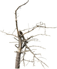 Isolated PNG cutout of a dead tree on a transparent background