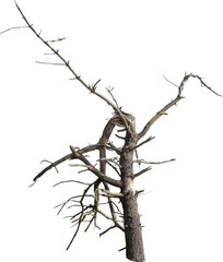 Isolated PNG cutout of a dead tree on a transparent background