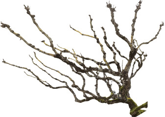 Isolated PNG cutout of a dead tree on a transparent background
