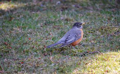 robin on the grass