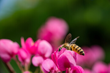 a honey bee's eyes while eating honey from a pink flower blossom