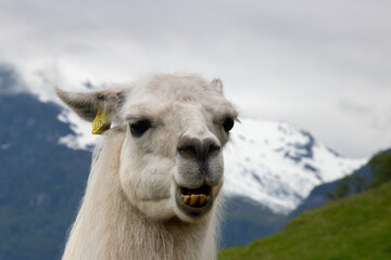 Fototapeta premium Lama