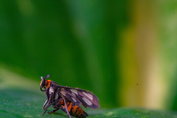 Wasp Moth called Amata huebneri sitting on a green leaf 
