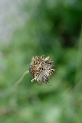 Single-flowered sawwort seed head