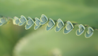 Close up shot of Mother of Thousands succulent plant