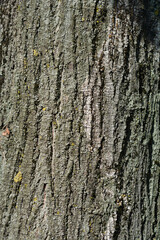 Silver lime bark detail