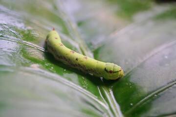 Cobra Caterpillar on green leaf, Close up