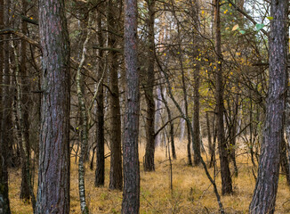 Forests and tree trunks in autumn. Pine forest