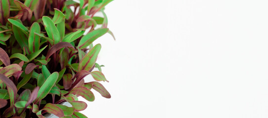 Flowerpot, potted microgreens, isolated on white background, banner.
