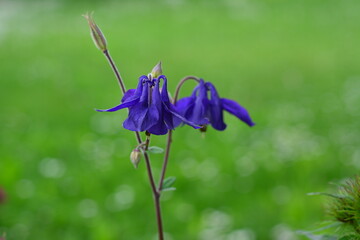 Columbine flower, Aquilegia. Nature flower background, spring leaves with small columbine flowers