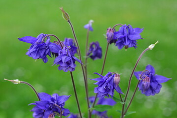 Columbine flower, Aquilegia. Nature flower background, spring leaves with small columbine flowers