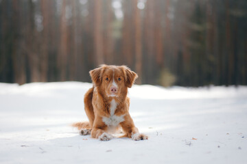 dog in a snowy forest. Pet in the winter nature. Nova Scotia Duck Retriever 