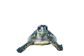 A head shot of a hawksbill turtle looking straight at the camera isolated with no background