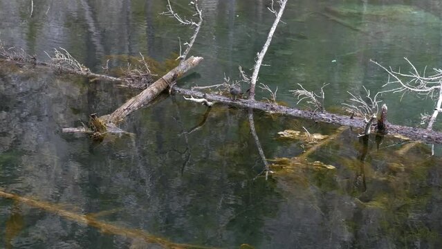 Clark's Nutcracker bird sitting on the fallen tree at Grassi Lakes in spring. Nucifraga columbiana